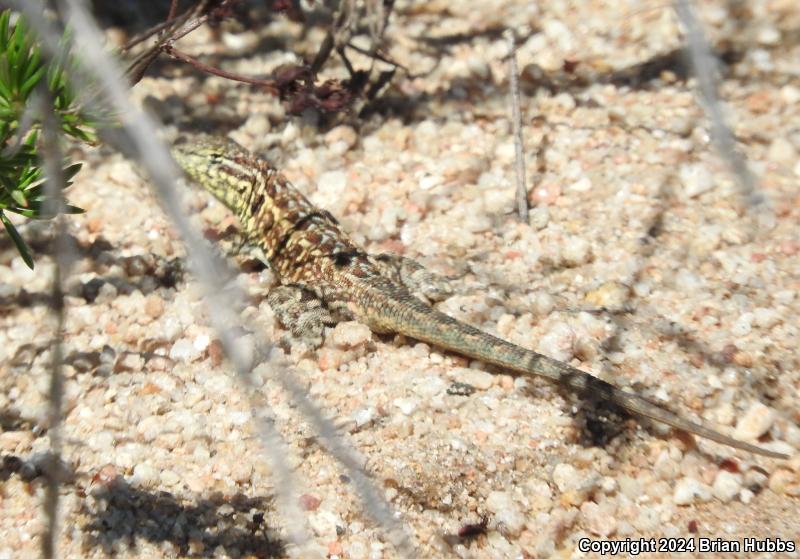 Common Side-blotched Lizard (Uta stansburiana)