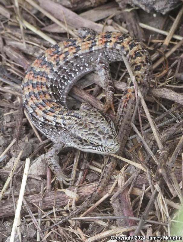 California Alligator Lizard (Elgaria multicarinata multicarinata)