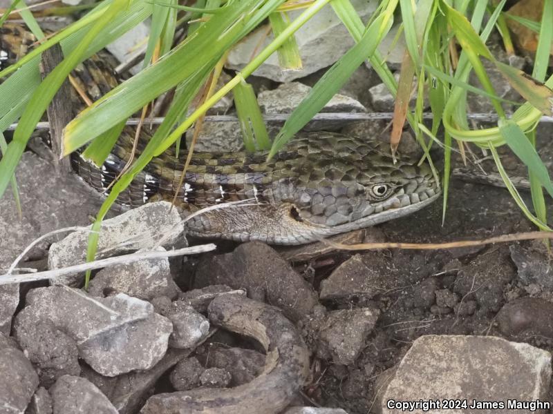 California Alligator Lizard (Elgaria multicarinata multicarinata)