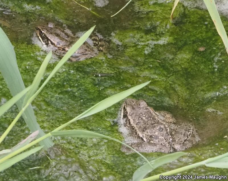 California Red-legged Frog (Rana draytonii)