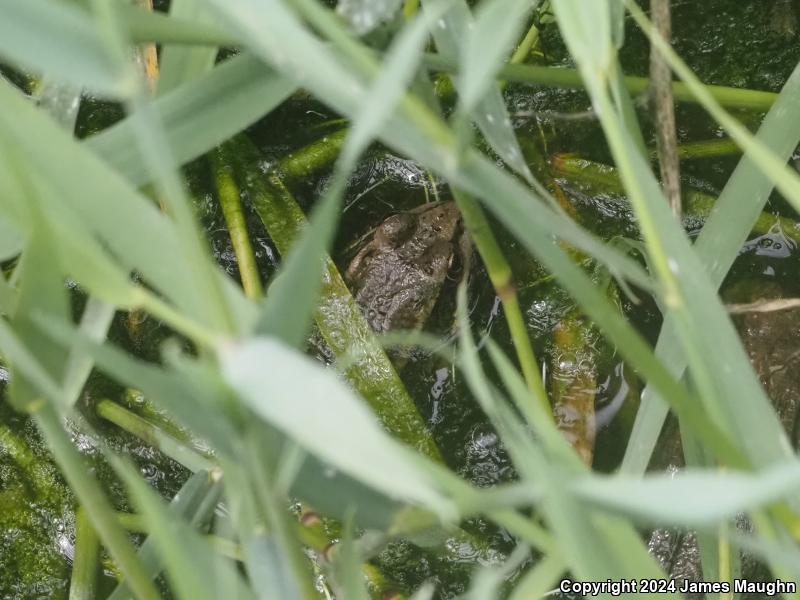 California Red-legged Frog (Rana draytonii)