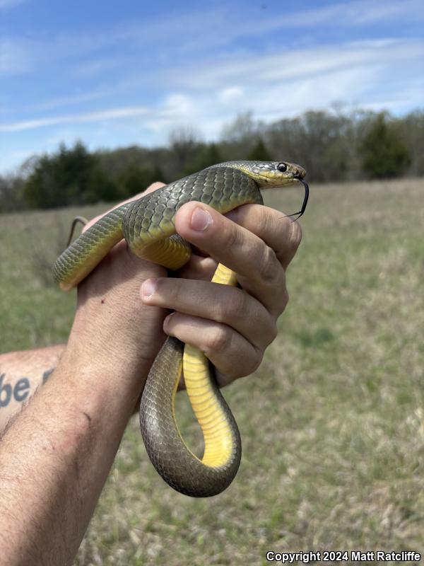 Eastern Yellow-bellied Racer (Coluber constrictor flaviventris)