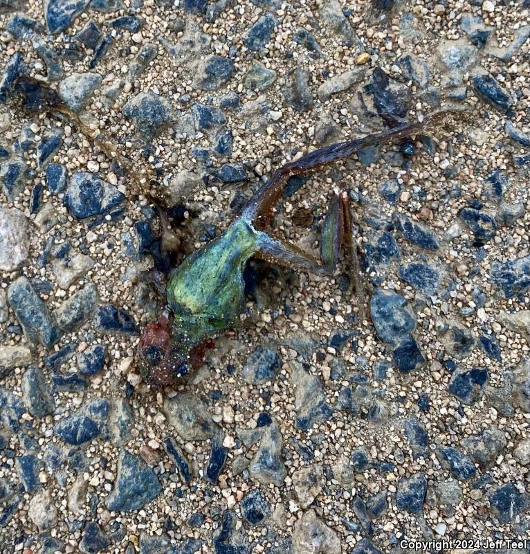 Baja California Treefrog (Pseudacris hypochondriaca)