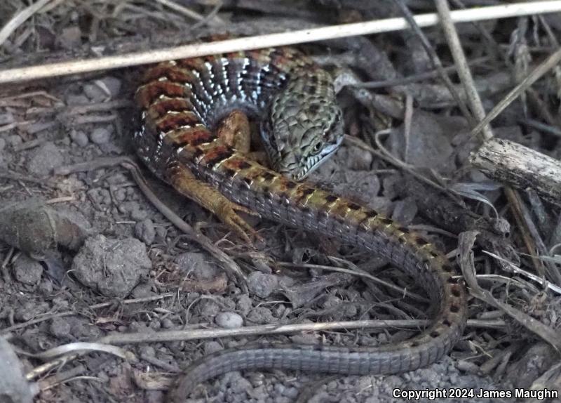 California Alligator Lizard (Elgaria multicarinata multicarinata)