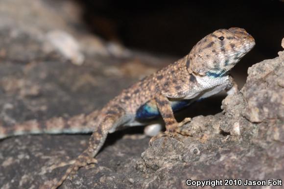 Big Bend Canyon Lizard (Sceloporus merriami annulatus)