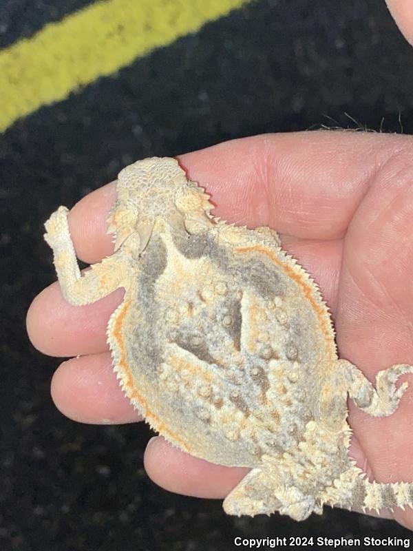 Desert Horned Lizard (Phrynosoma platyrhinos)