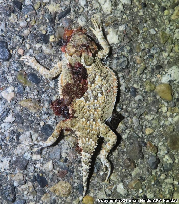 Desert Horned Lizard (Phrynosoma platyrhinos)