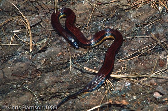 Burrowing Snake (Adelphicos nigrilatum)