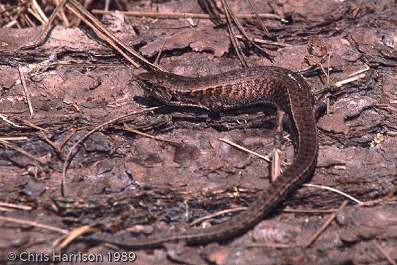 Morelet's Alligator Lizard (Mesaspis moreleti)