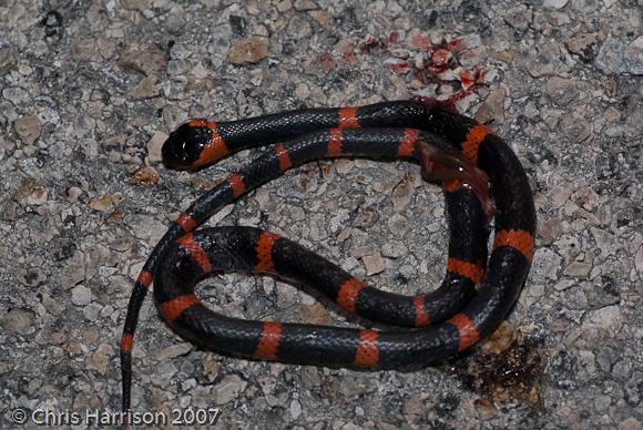 Snail-eating Thirst Snake (Dipsas brevifacies)