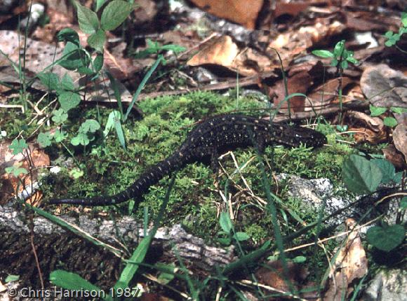 Madrean Tropical Night Lizard (Lepidophyma sylvaticum)