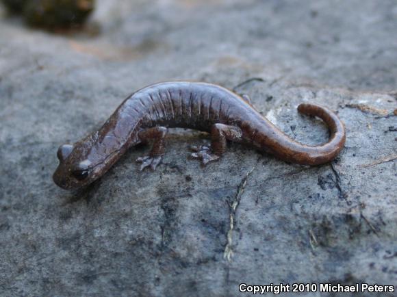 Shasta Salamander (Hydromantes shastae)