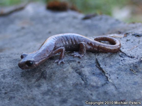 Shasta Salamander (Hydromantes shastae)