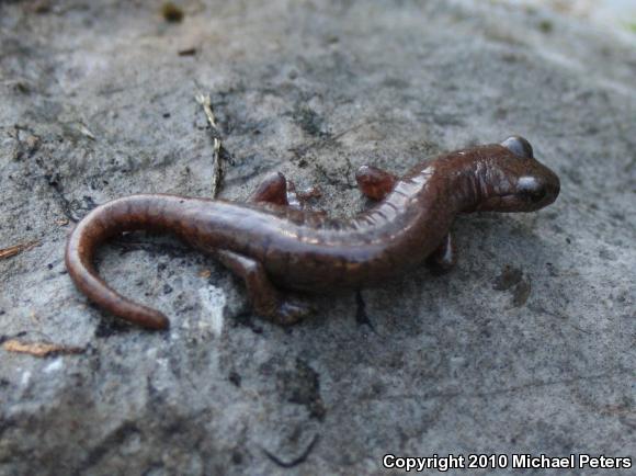 Shasta Salamander (Hydromantes shastae)