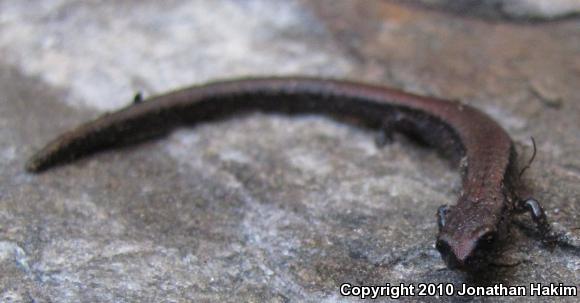 Relictual Slender Salamander (Batrachoseps relictus)