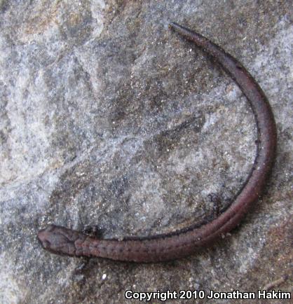 Relictual Slender Salamander (Batrachoseps relictus)