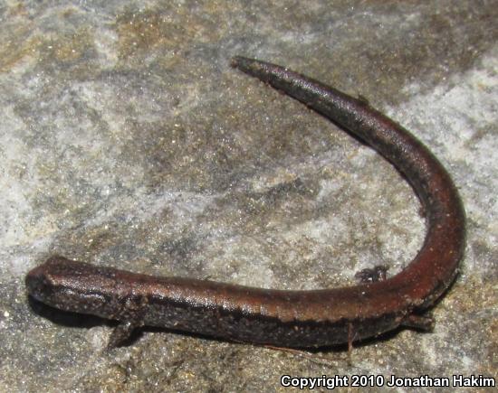 Relictual Slender Salamander (Batrachoseps relictus)