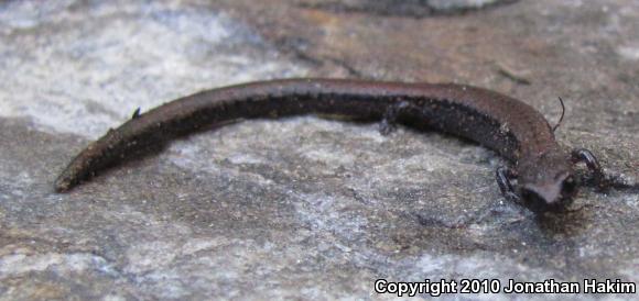 Relictual Slender Salamander (Batrachoseps relictus)