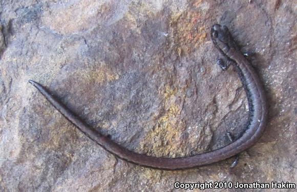 Relictual Slender Salamander (Batrachoseps relictus)