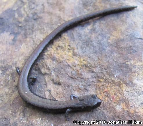 Relictual Slender Salamander (Batrachoseps relictus)