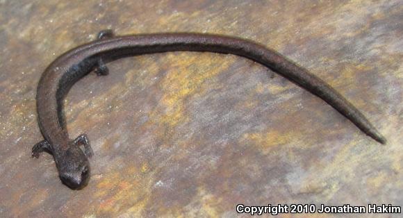 Relictual Slender Salamander (Batrachoseps relictus)