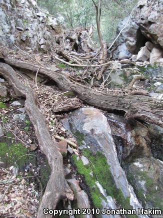 Relictual Slender Salamander (Batrachoseps relictus)