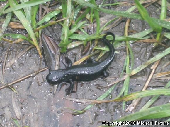 Chinese Fire-bellied Newt (Cynops orientalis)