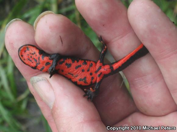 Chinese Fire-bellied Newt (Cynops orientalis)