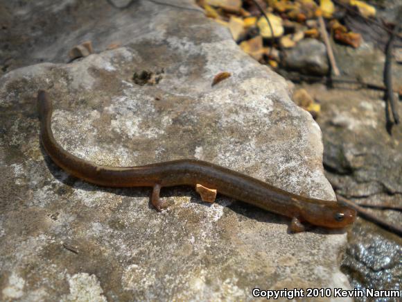 Oklahoma Salamander (Eurycea tynerensis)