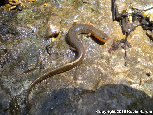 Oklahoma Salamander (Eurycea tynerensis)