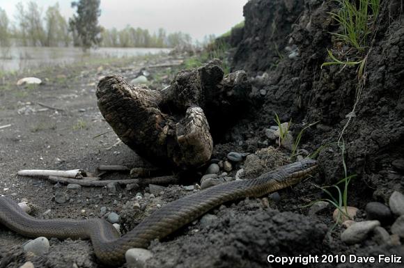 Giant Gartersnake (Thamnophis gigas)