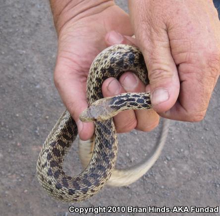 San Diego Gopher Snake (Pituophis catenifer annectens)