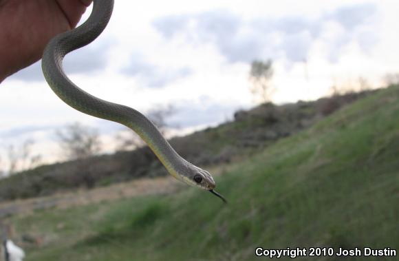 Western Yellow-bellied Racer (Coluber constrictor mormon)