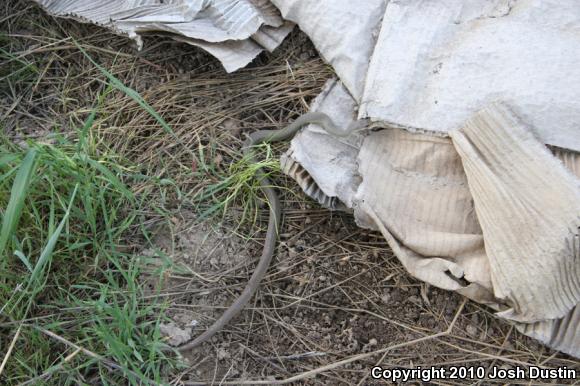 Western Yellow-bellied Racer (Coluber constrictor mormon)
