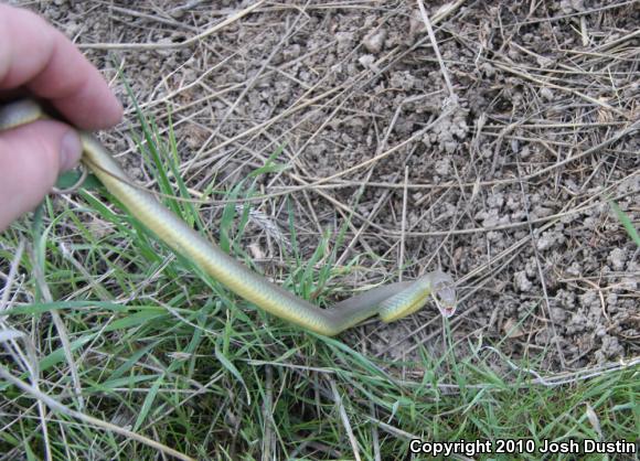 Western Yellow-bellied Racer (Coluber constrictor mormon)