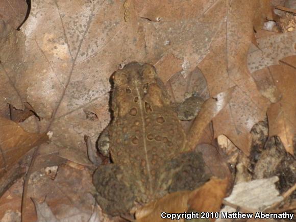 Eastern American Toad (Anaxyrus americanus americanus)