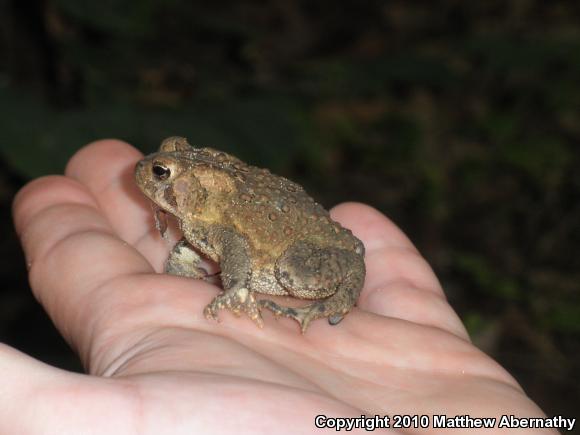 Eastern American Toad (Anaxyrus americanus americanus)