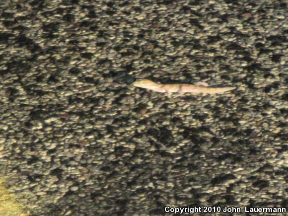Desert Banded Gecko (Coleonyx variegatus variegatus)