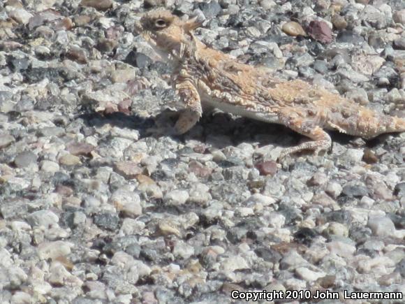 Desert Horned Lizard (Phrynosoma platyrhinos)