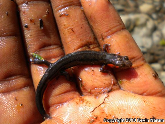 Imitator Salamander (Desmognathus imitator)
