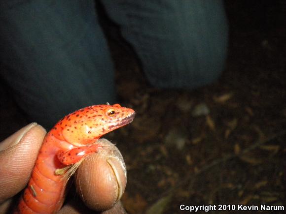 Black-chinned Red Salamander (Pseudotriton ruber schencki)