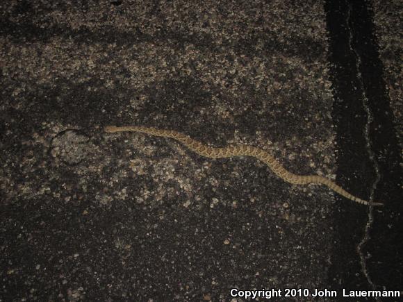 Mohave Rattlesnake (Crotalus scutulatus scutulatus)