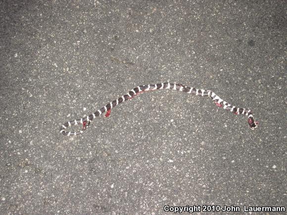 California Kingsnake (Lampropeltis getula californiae)