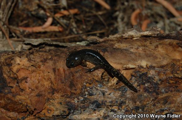 Marbled Salamander (Ambystoma opacum)