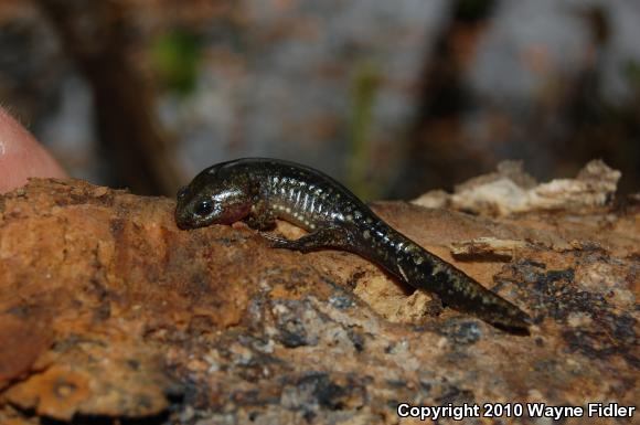 Marbled Salamander (Ambystoma opacum)