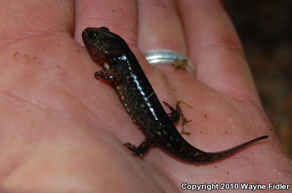 Marbled Salamander (Ambystoma opacum)