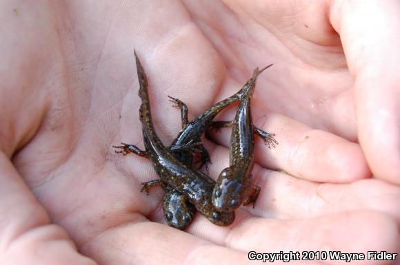 Marbled Salamander (Ambystoma opacum)