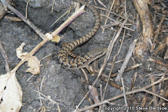 San Diego Alligator Lizard (Elgaria multicarinata webbii)