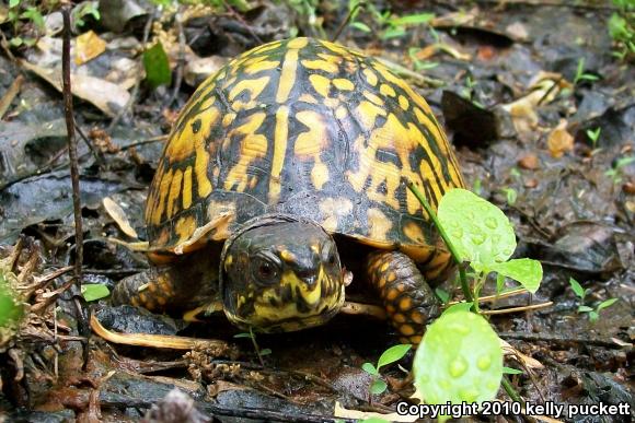 Eastern Box Turtle (Terrapene carolina carolina)