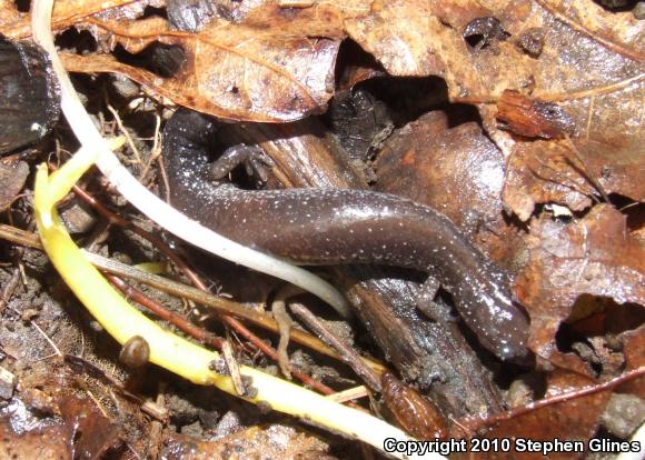 Eastern Red-backed Salamander (Plethodon cinereus)